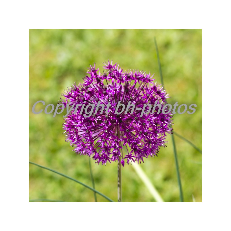 Fleur des champs violette